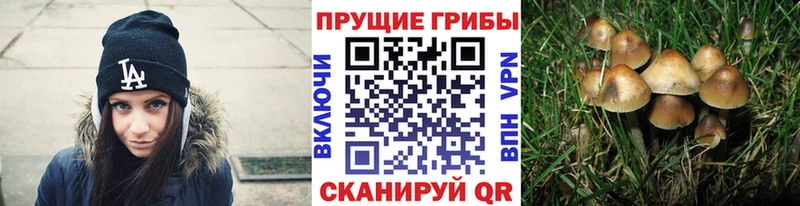 Псилоцибиновые грибы Cubensis  цена   Малая Вишера 
